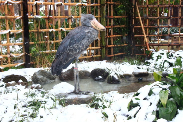 雪とハシビロコウ - shoebill ページ！