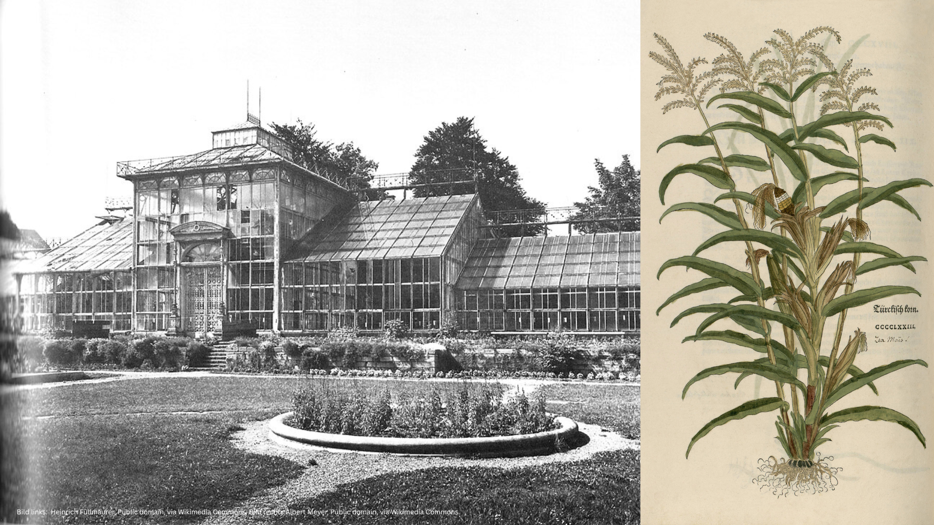 Glokale Botanik 1: Leonhart Fuchs und der Botanische Garten
