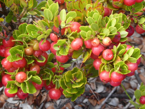 ʻōhelo berries