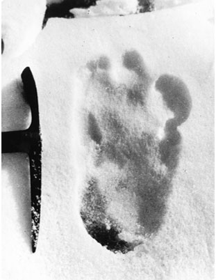 Possible Yeti footprint