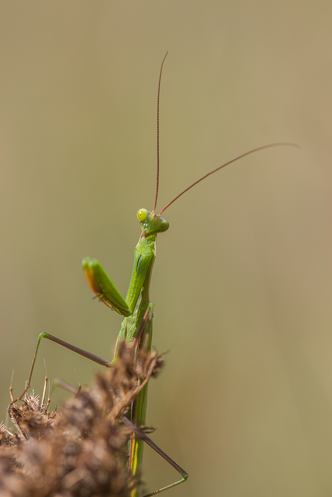 Sie Ist Ein Model Und Sie Sieht Gut Aus www.isabel-rupf.de