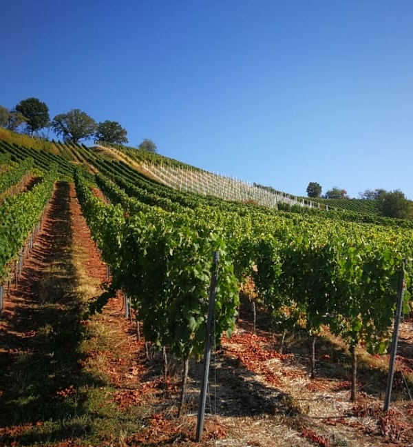 DAS WEINJAHR GEHT AUF DIE ZIELGERADE