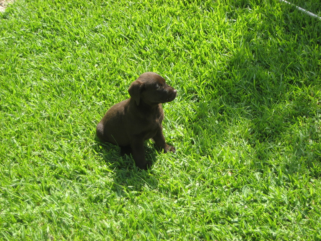 CUCA 45 DIAS