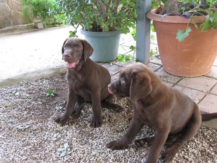 PAPRIKA Y PAMPRO 3  MESES