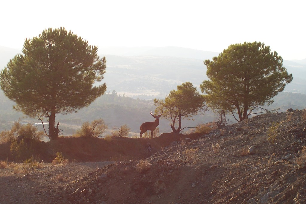 VENADO