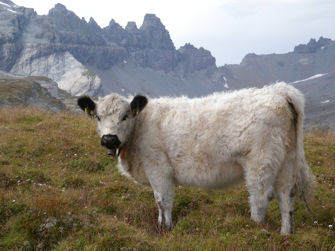 Galloways - Galloway-Hof Laax www.gliott.ch