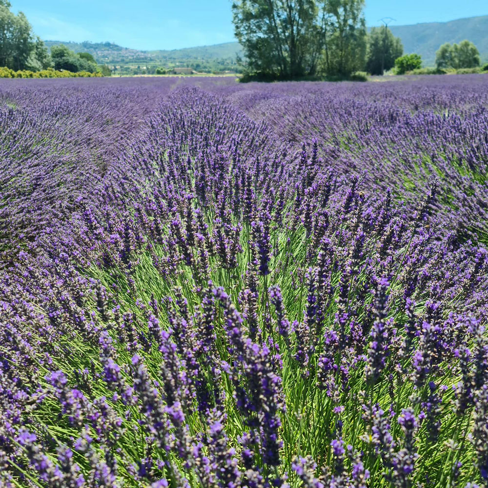 Lavendelfeld im Juli