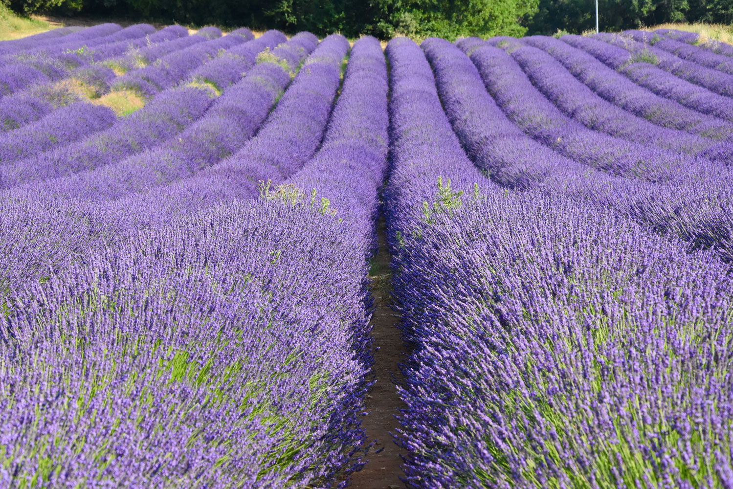 Lavendelfeld im Juli