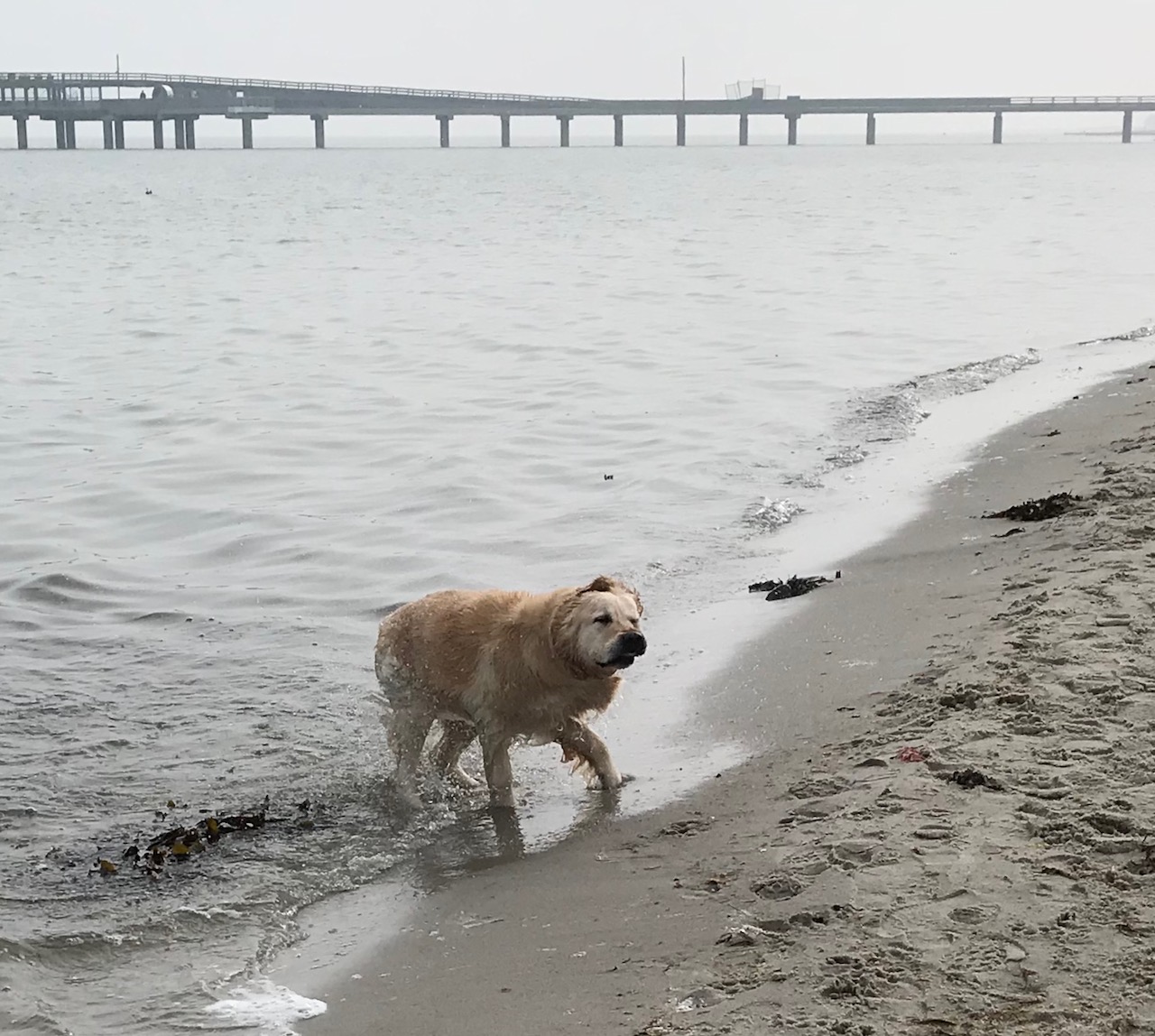 ... ein erfrischendes Bad in der Ostsee...