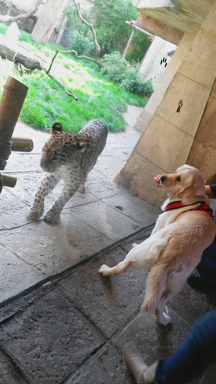 Der Leopard im Zoo Hannover wollte Xani zum Essen "einladen".