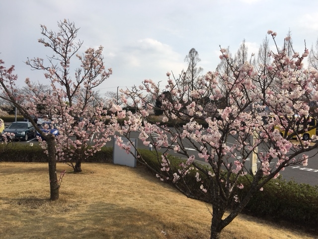 庭園の春めき桜