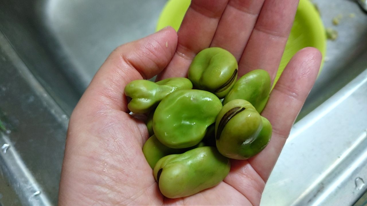 新物そら豆を見つけた、初夏。