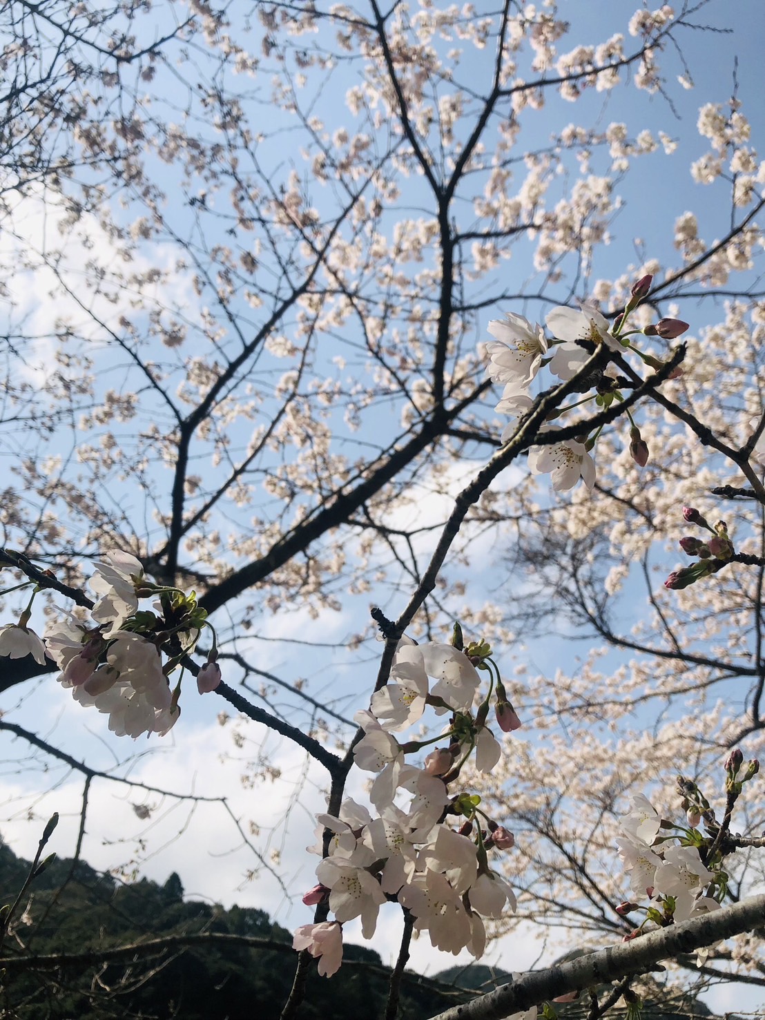 春の訪れ