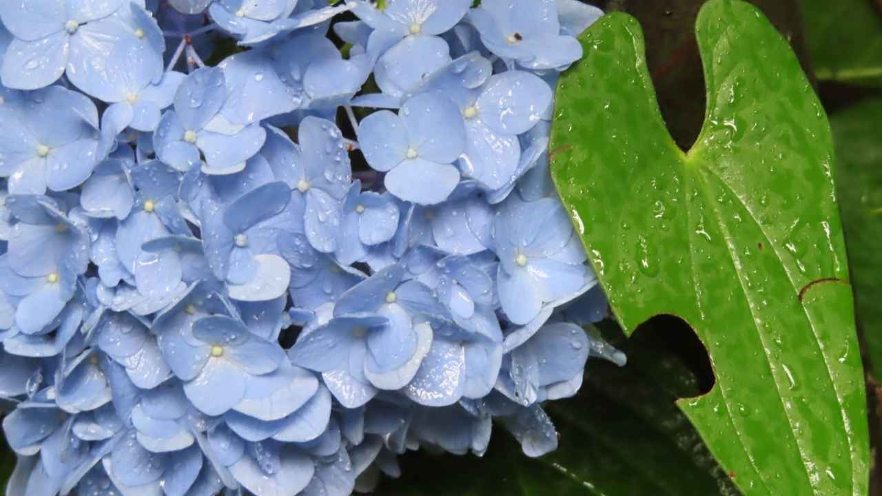 隠れたデートスポット？雨の日こそ「かごっまふるさと屋台村」へ