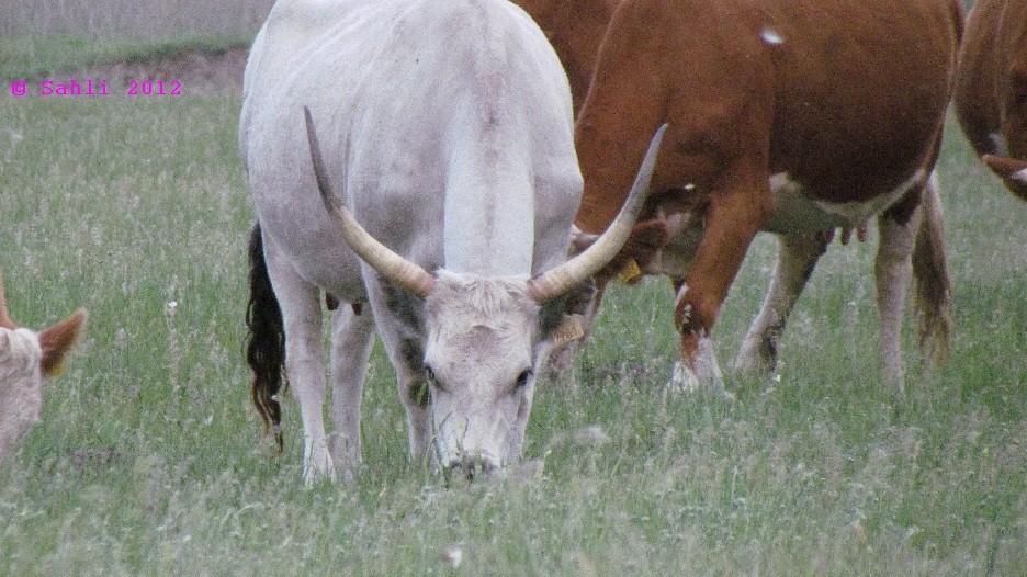 Ungarische Rinder