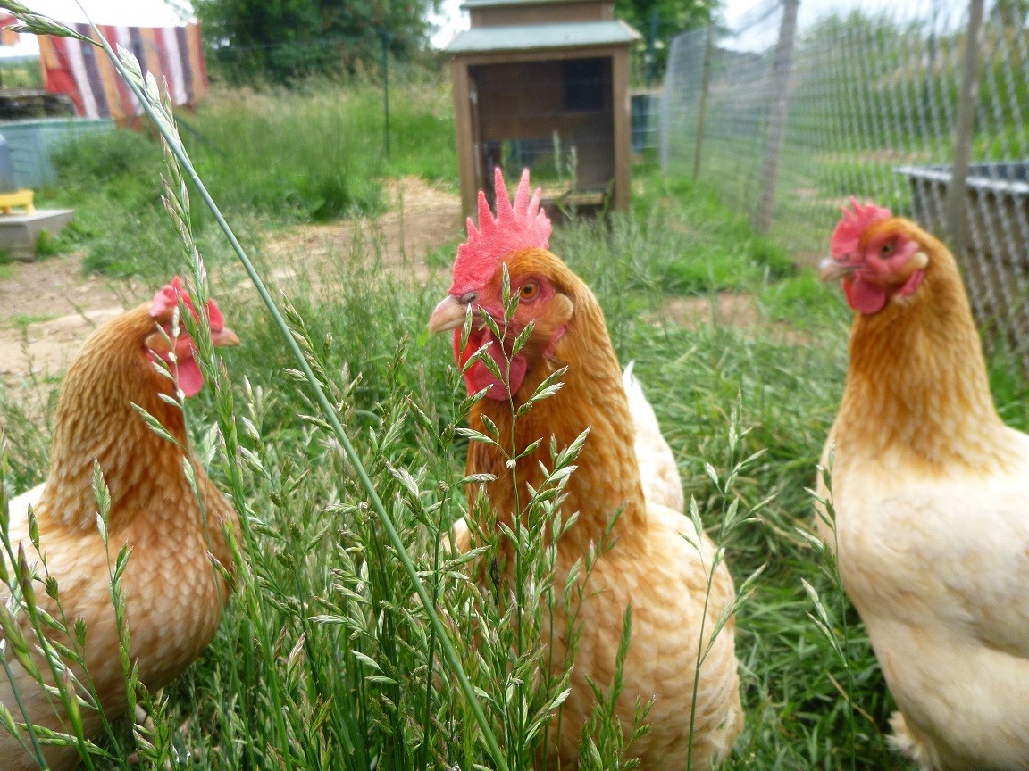 3 petites poules rousses