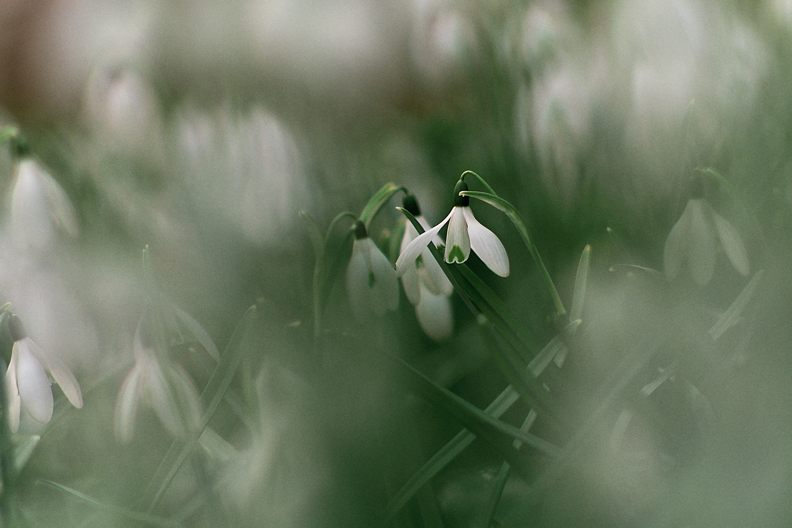 Jupiter 6 - Perce Neige - Stephane Moreau