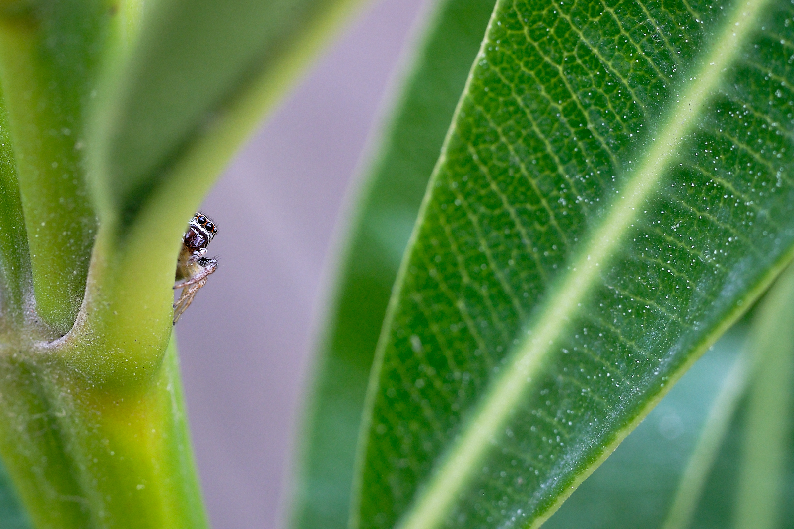 FUJINON macro 55mm f / 3.5