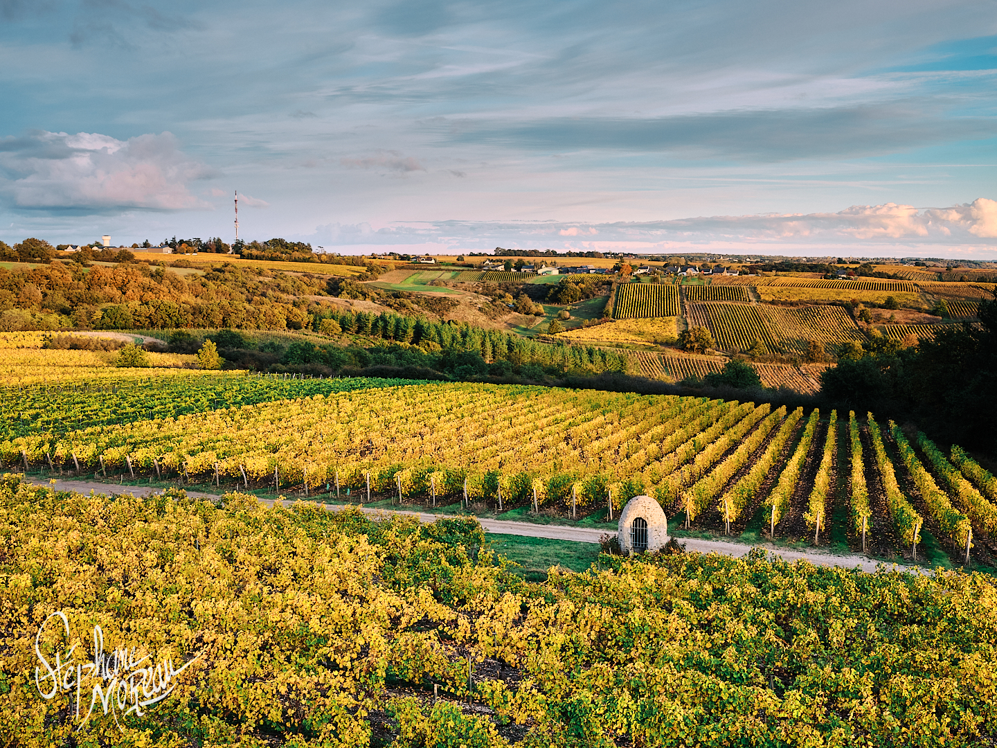 Le vignoble du Layon