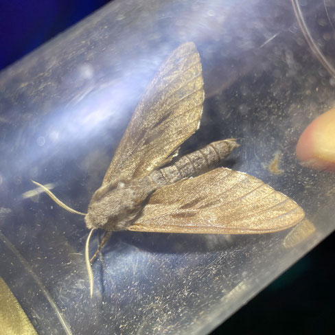 Kiefernschwärmer Sphinx pinastri (c) Godlinski
