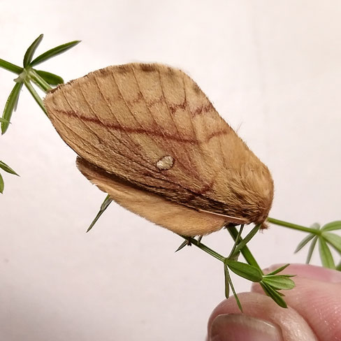 Grasglucke Euthrix potatoria (c) Godlinski