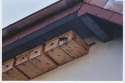 Abflug eines Altvogels nach der Fütterung