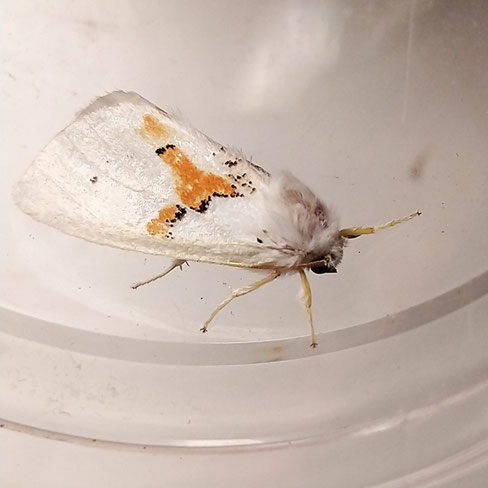 Schneeweißer Zahnspinner Leucodonta bicoloria (c) Godlinski