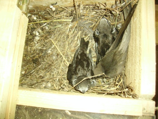 Altvogel mit 2 Jungvögeln