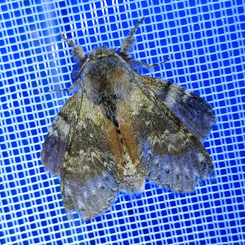 Buchenzahnspinner Stauropus fagi (c) Godlinski