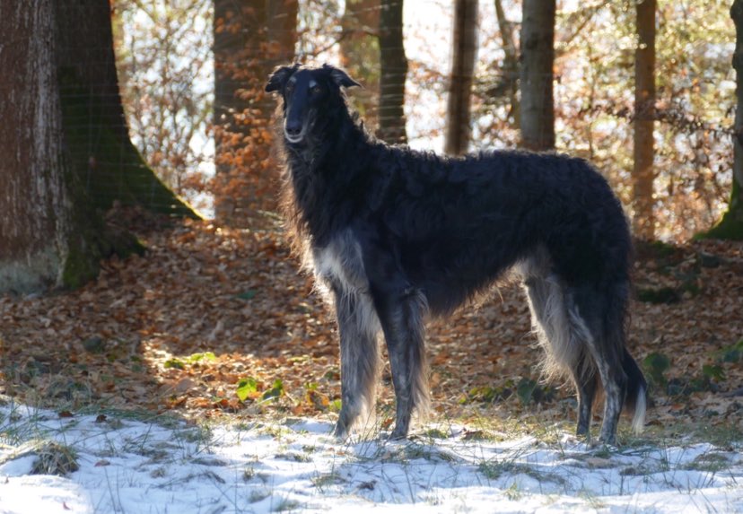 Immer aufmerksam.... King