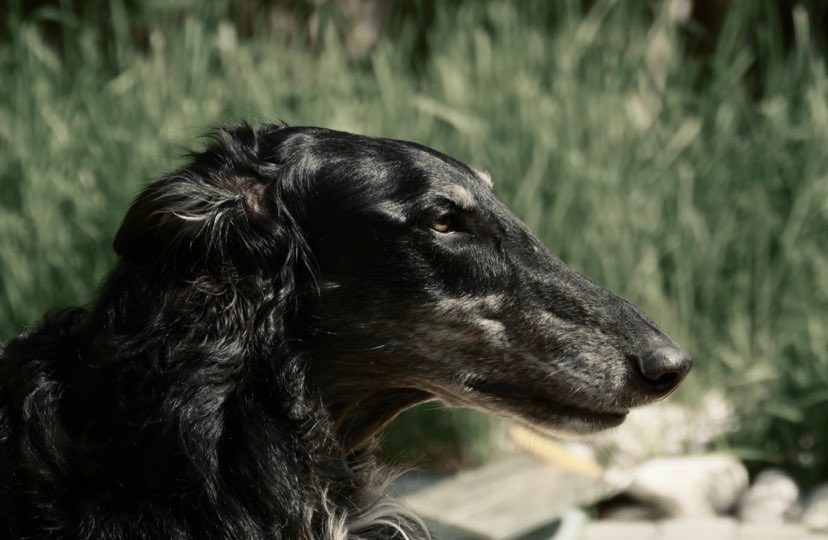 King´s Profil