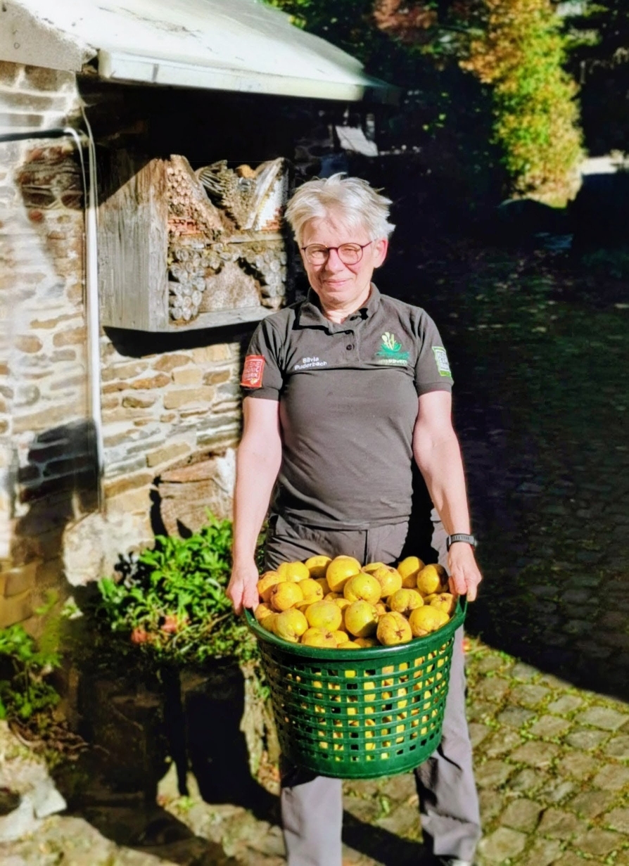 Quitten-Ernte im Oktober