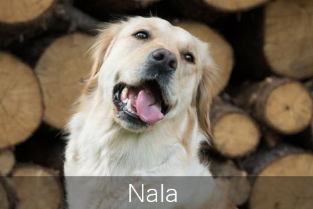 Golden Retriver Nala