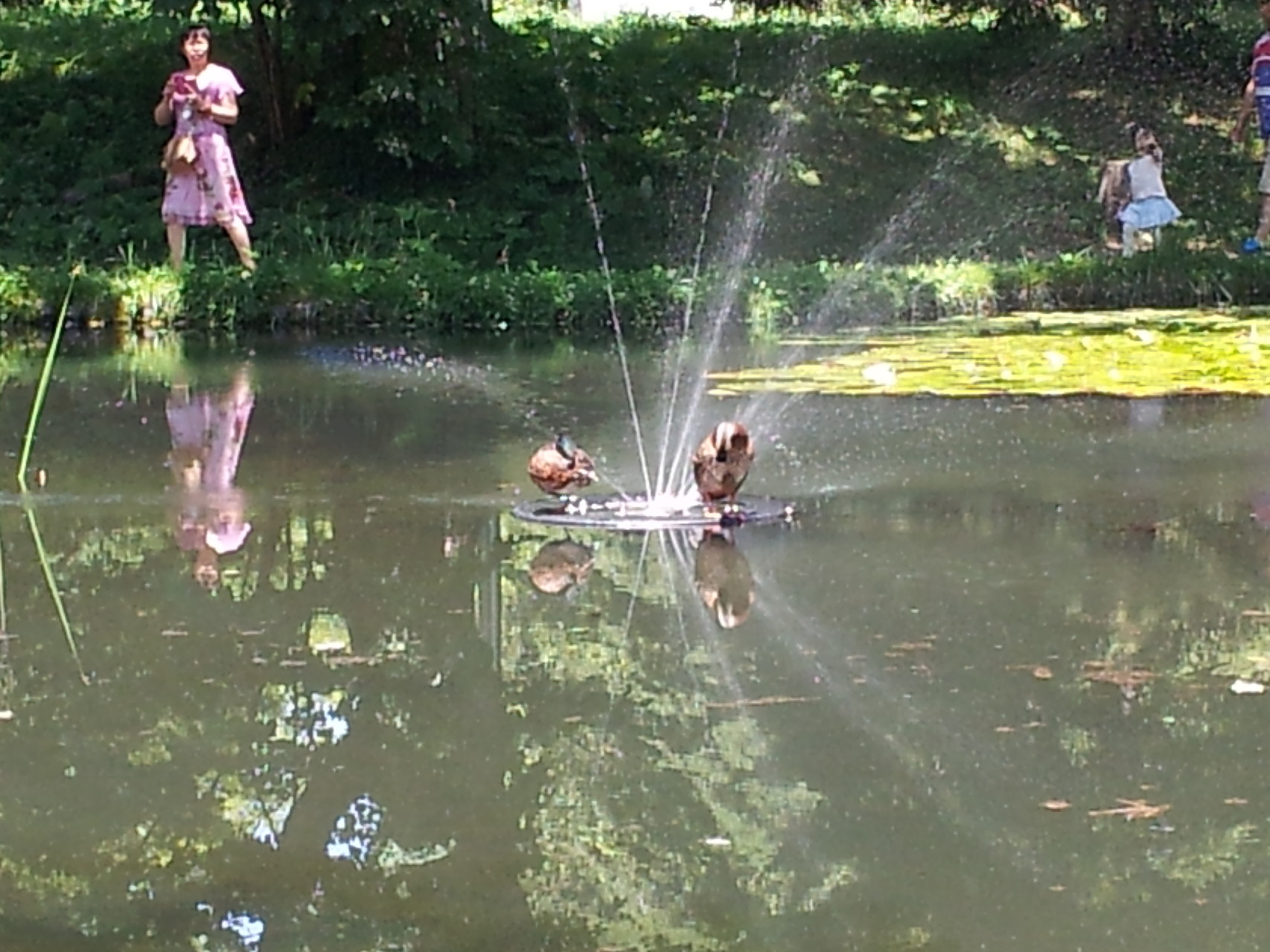 池では、かるがもも噴水で涼んでいた。