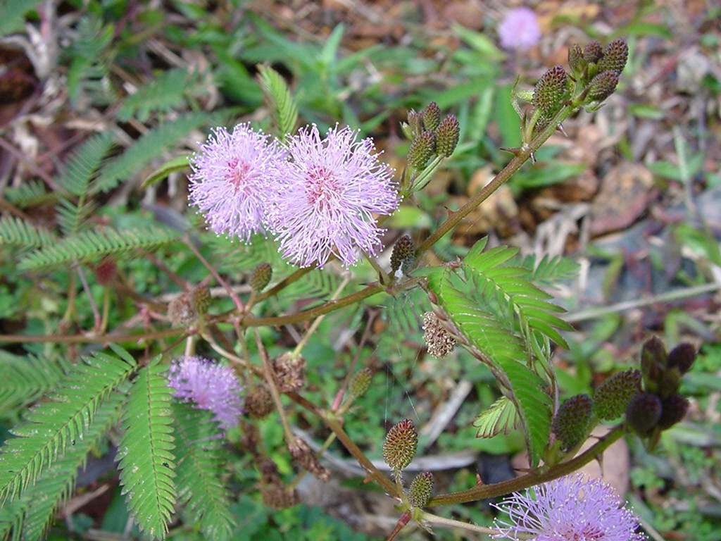 オジギソウ　Mimosa pudica／マメ科