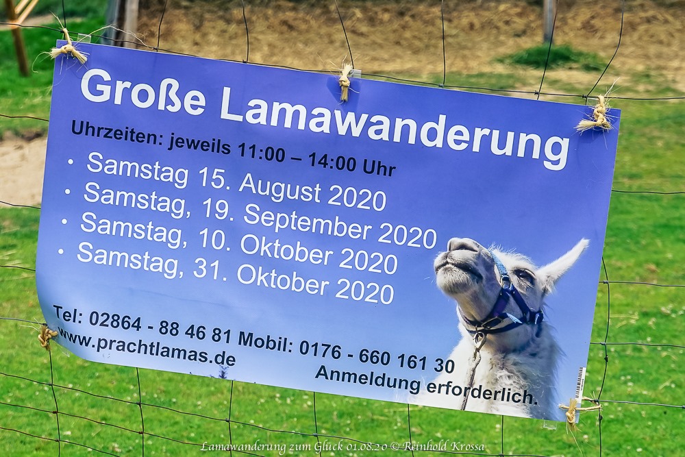 Lamawanderung zum Glück - eine Achtsamkeitswanderung mit Lamas