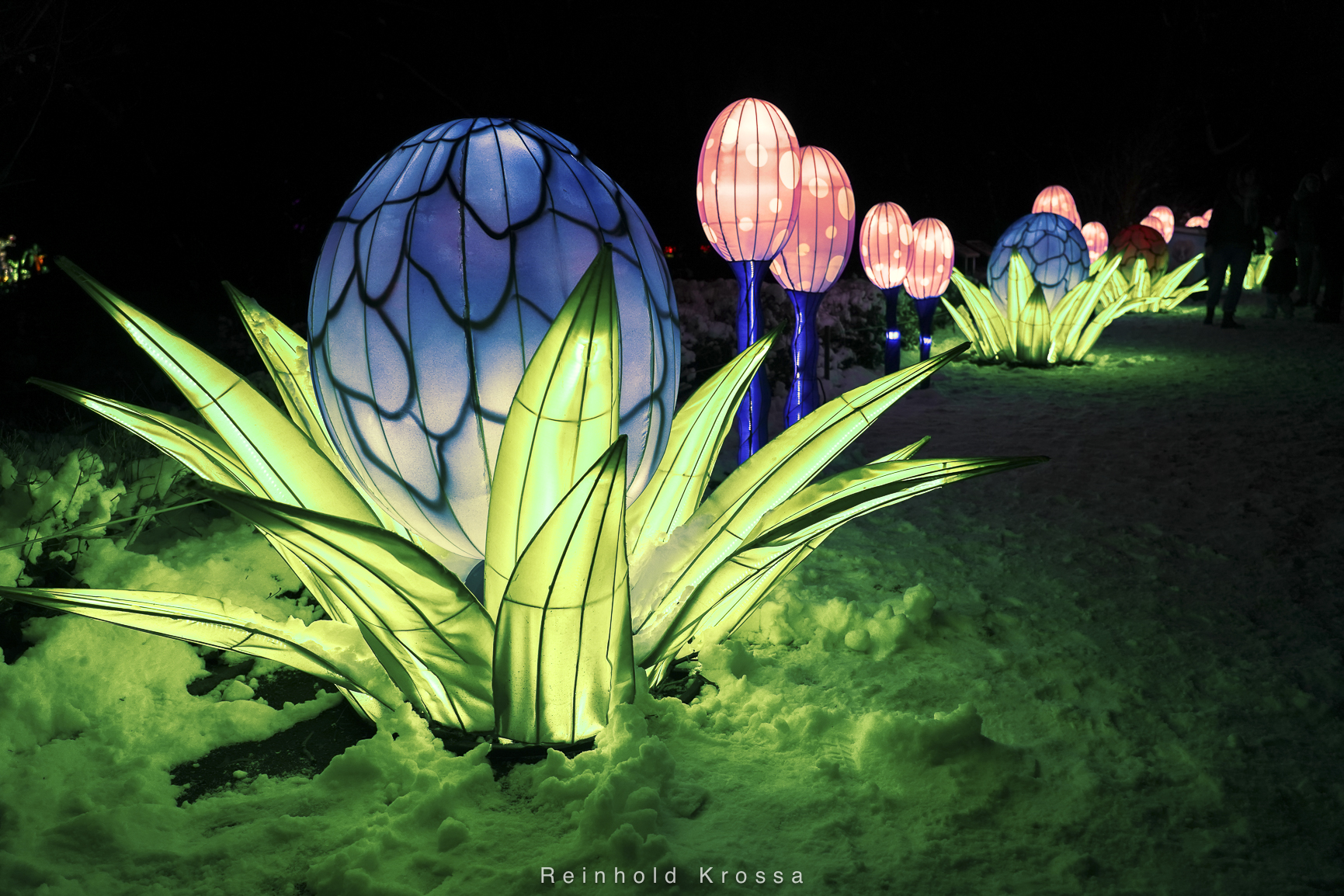 China Lights im Kölner Zoo 2024 - fotografie-krossa.de China Lights im Kölner Zoo 2024 - fotografie-krossa.de