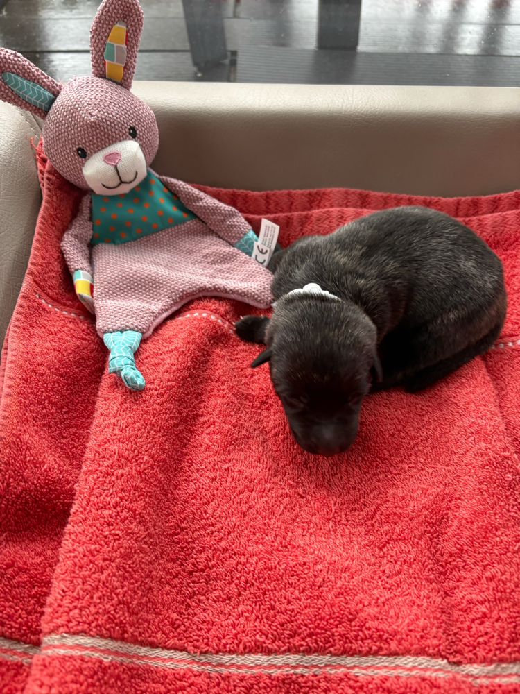 Als wir alle dachten unsere Babys sind komplett überraschte uns Caipi nach 3,5 Stunden mit einer weiteren wunderhübschen Hündin. Sie bekam das weiße Halsband . Mit einem Geburtsgewicht von 440 g ist sie ihrer Mutter am ähnlichsten