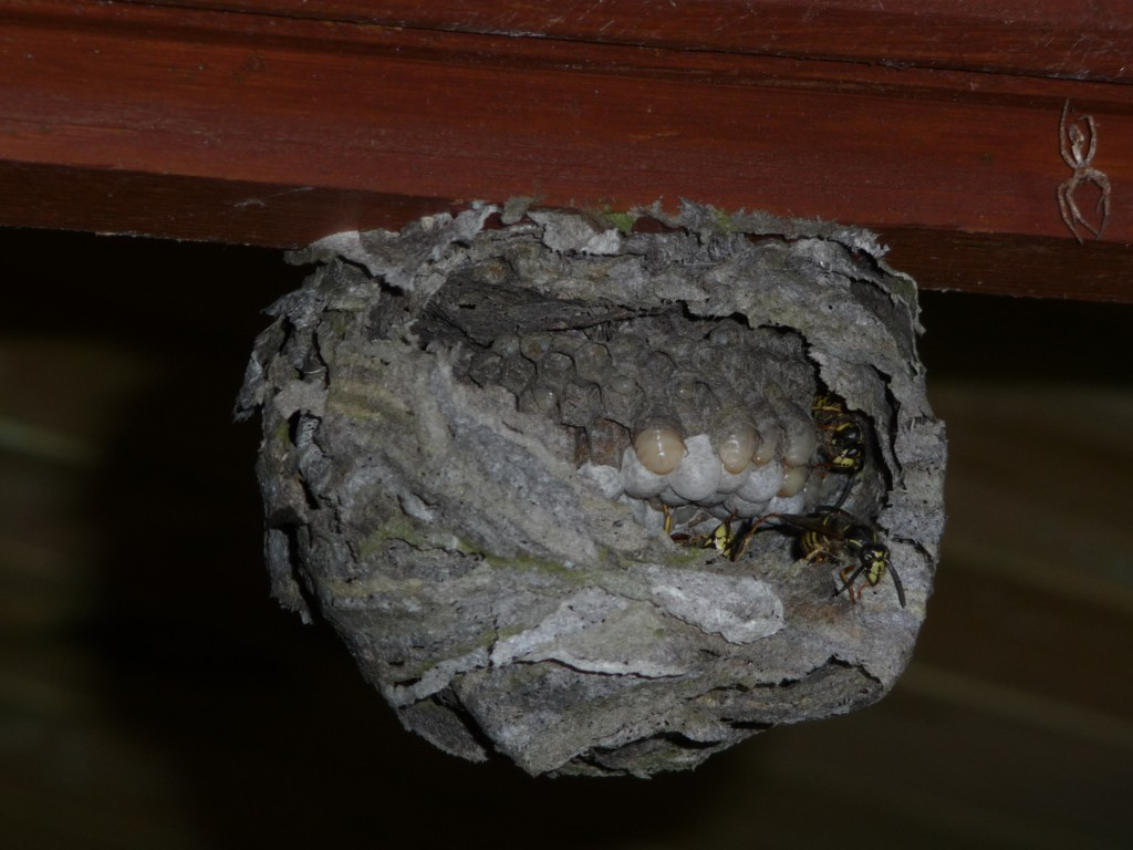 Nestaufbau Sächsische Wespe. Foto: Stimmler