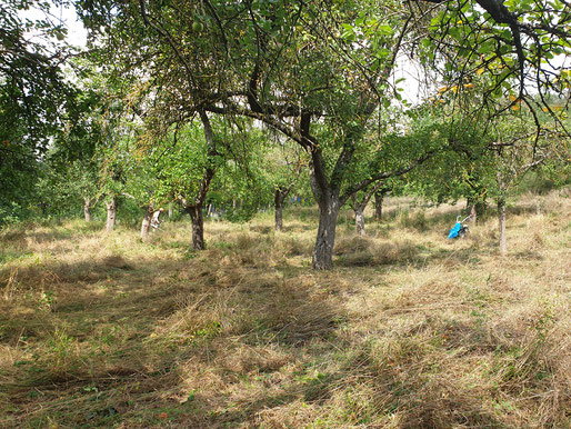 Gemähte Wiese in Rottendorf - Daniel Seubert