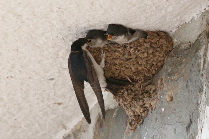 Mehlschwalben bei der Fütterung im "Naturnest". Selten finden die Vögel noch genug Material und Nistmöglichkeiten. - Foto: Jürgen Sonnemeyer, NABU Berlin