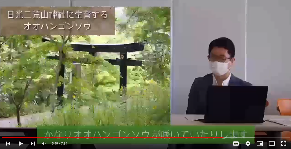 動画公開 外来種のオオハンゴンソウ きれいな花だけど しもつけ自然のアルバム たすけあう栃木づくり