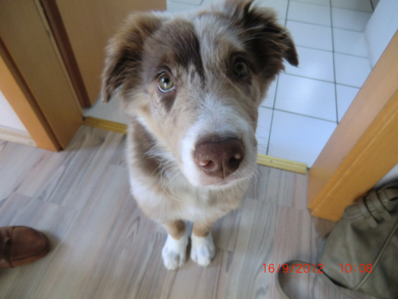 Australian Shepherd Welpe von oben