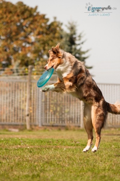 Australian Shepherd Hund spielt Frisbee