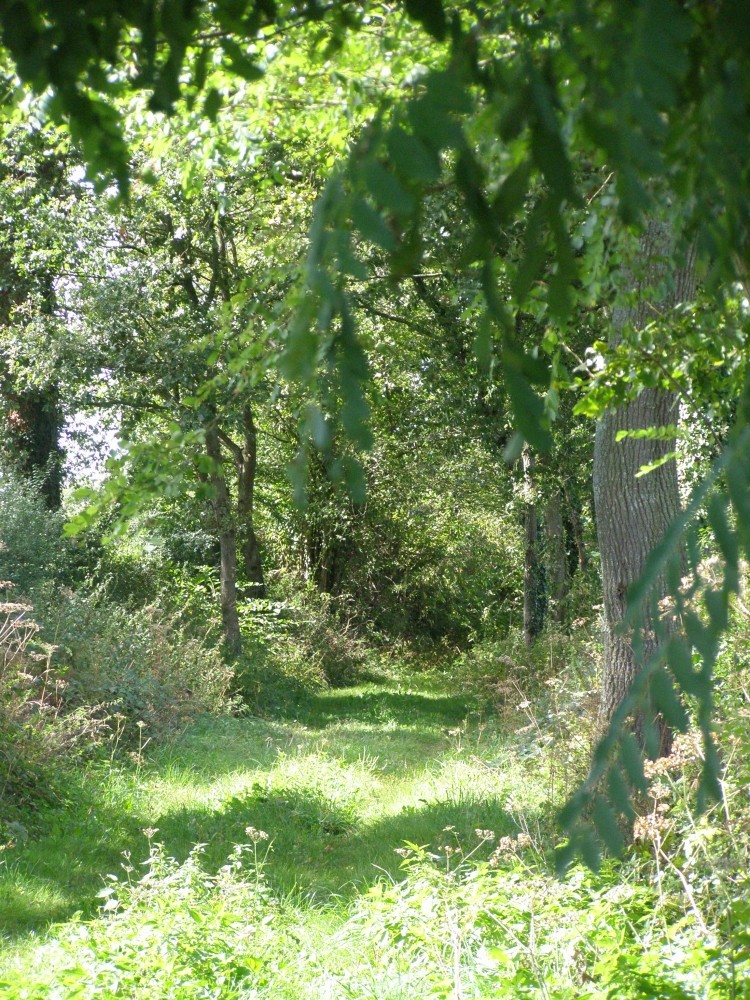 Sentier du Tacot - Randonnée à Sorbier (03220)