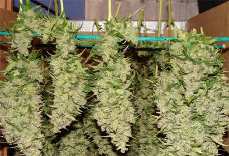 Zum trocknen befestigte Cannabis Hanf Blüten aufgehängt