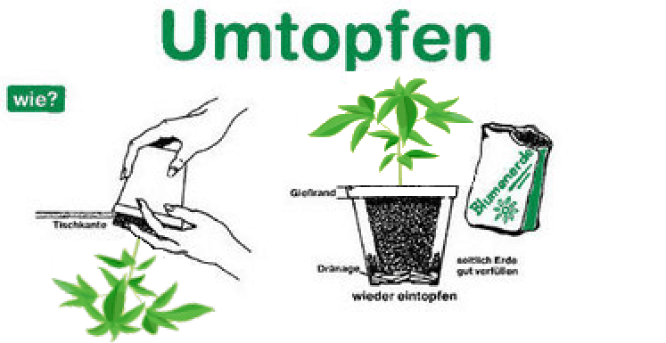 wie man cannabis umtopft