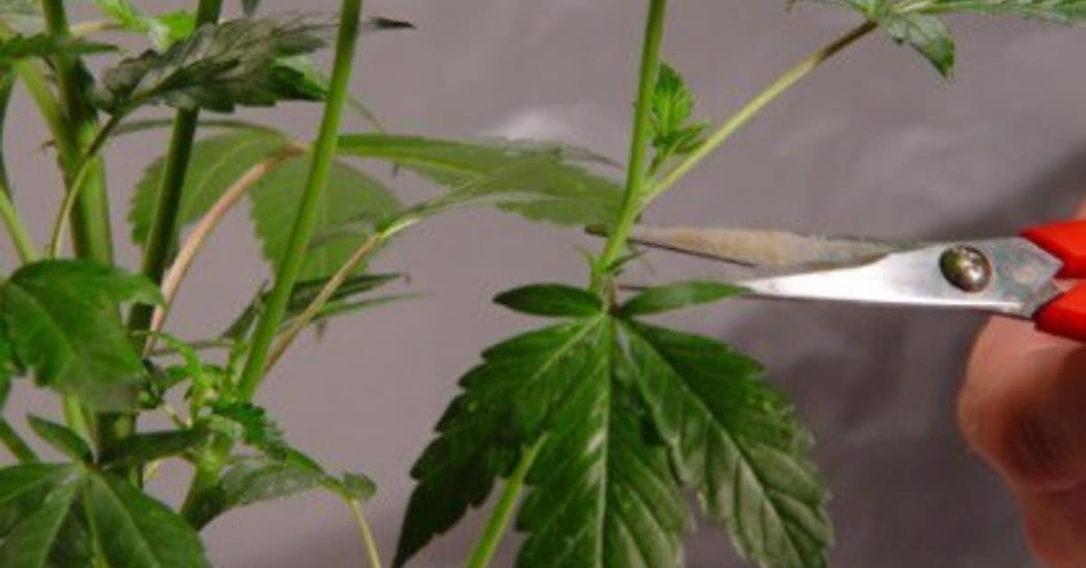 Cannabis Pflanzen beschneiden Wie & wann Cannabis beschneiden