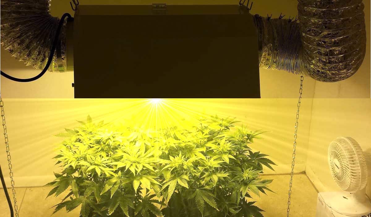 Die Optimale Beleuchtung Fur Cannabis Pflanzen Anleitung Irierebel