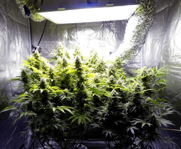 Der Lebenszyklus von Cannabis Pflanzen Alle WachstumsStadien Irierebel